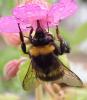 Bombus sp.